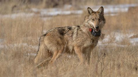 Final Plan To Address Mexican Gray Wolf Killings Released Fronteras