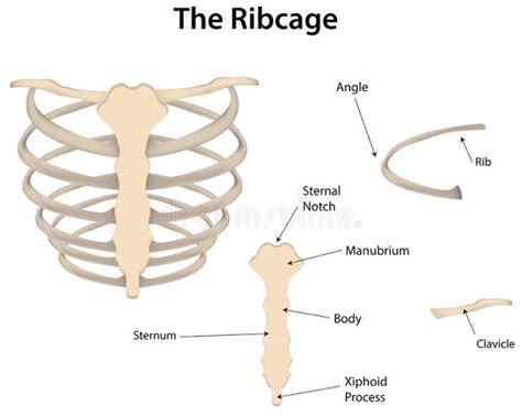 Rib Cage Anatomy Labeled Vector Illustration Diagram Ph