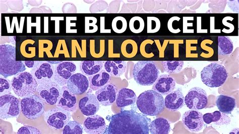 White Blood Cells Granulocytes Drsonu Yadav Pathology Kingdom