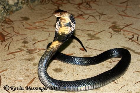 Naja Atra Chinese Cobra Reptile Snakes Snake Reptiles