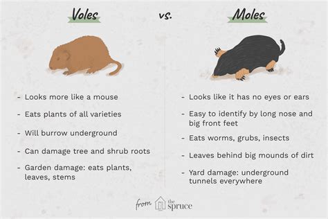 What Is A Vole As Compared To A Mole