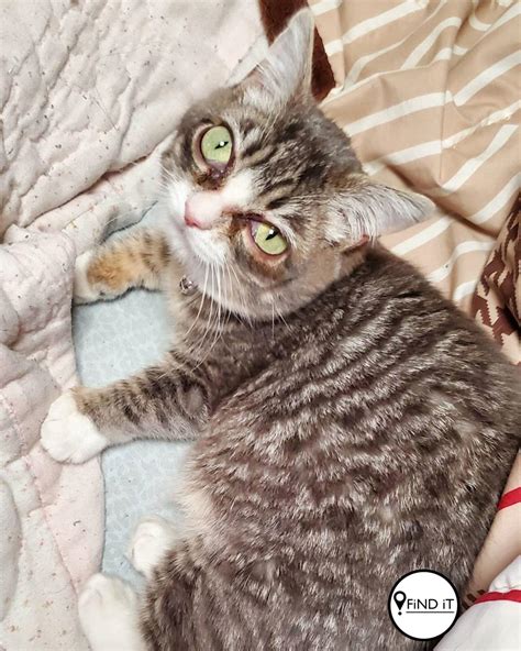 Adorable Dwarf Cat Nicknamed Emma Stone Thanks To Big Eyes