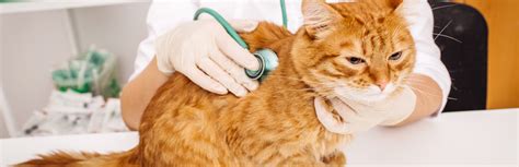 Kidney Stones In Cats Causes Symptoms And Treatment