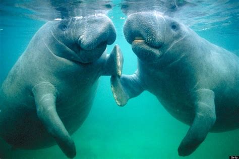 Fin Nails Manatee Pictures Manatee Florida Camelus Dugong Sea