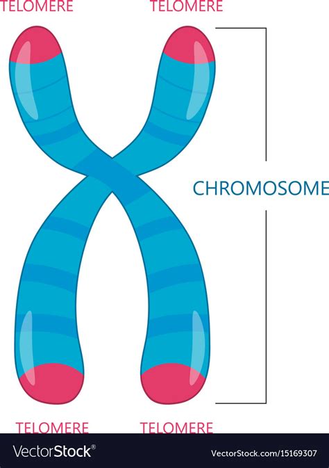 30 Make A Sketch Of A Chromosome And Label The Telomeres Label Design