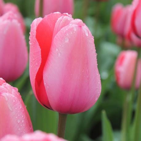 Tulipe Darwin Hybride Pink Impression Bio Bulbe Fleur Rose Jardin
