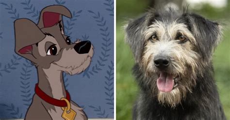 Shelter Dog Gets Lead Role In Re Make Of Disneys Lady And The Tramp