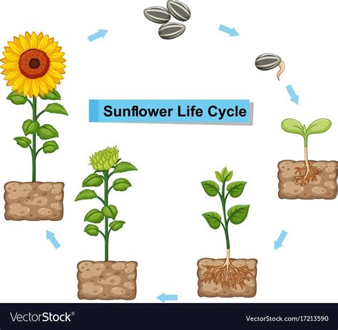 Diagram Showing Life Cycle Of Sunflower Royalty Free Vector Plant