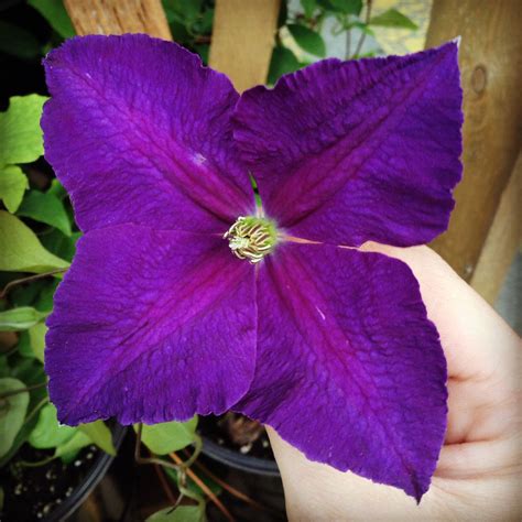 We did not find results for: Purple Clematis | Purple clematis, Plant leaves, Clematis