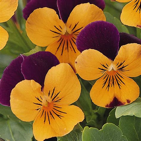 Viola Flower Garden Seeds Sorbet F1 Series Orange Jump Up Orange