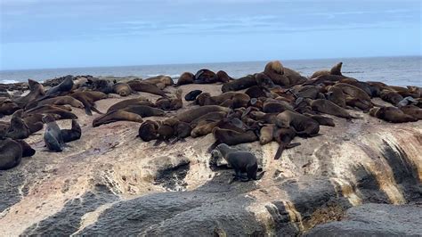 Seals In Hout Bay South Africa Youtube