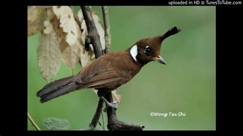 Check spelling or type a new query. Download Gambar Burung Cililin | Pickini