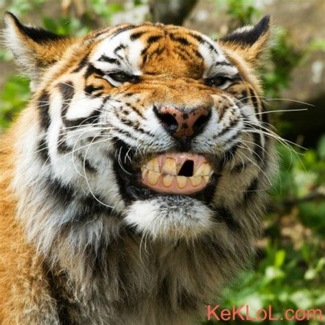 Funny Tiger Scary Animal Very Scary I Know Some People Who Look Like