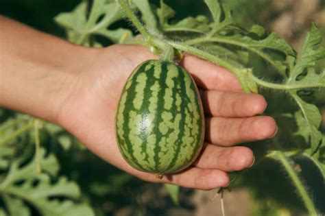 Where Do Watermelons Grow Top Facts And Tips