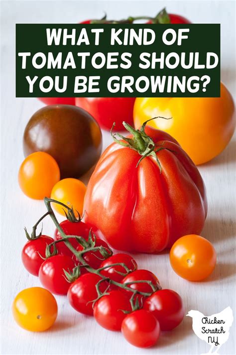 Beginners Guide To Tomato Varieties Color Shape Size And Purpose