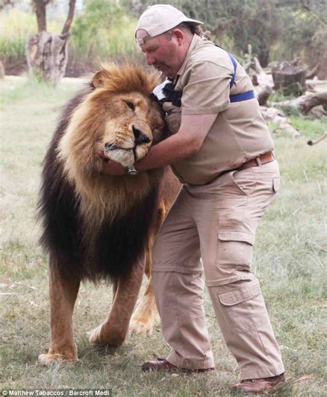 Claws And Effect¿ British Photographer Pulls A Lion¿s Tail With