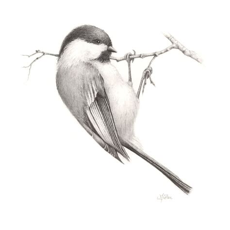So Cute And Realistic Bird Pencil Drawing Realistic Drawings
