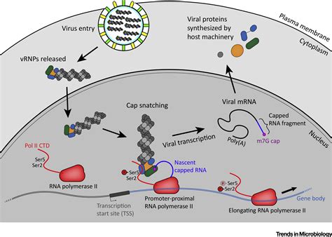 Interplay Between Influenza Virus And The Host Rna Polymerase Ii Transcriptional Machinery