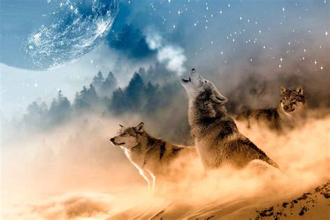 Significado Do Animal Lobo