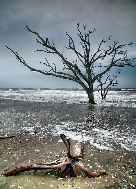 Trees In Surf Photograph By Steven Ainsworth Fine Art America