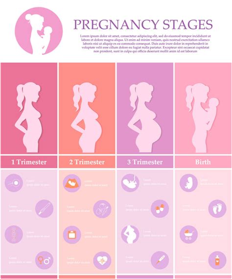Fases Del Embarazo