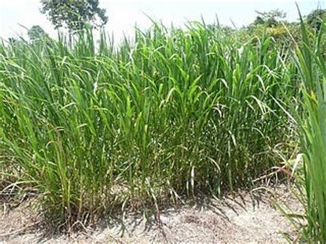 Baik dilahan darat maupun dilahan sawah kehadiran gulma selalu menjadi permasalahan banyak sekali jenis herbisida yang bisa digunakan untuk mengendalikan gulma pada padi sawah. RUMPUT NAPIER PROTIN TINGGI