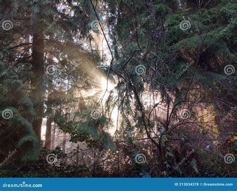 Sunbeam In The Forest Stock Photo Image Of Autumn Jungle 213034378
