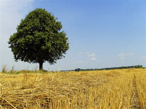 Tree With Field Free Photo Download Freeimages