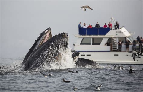 California Whale Watching Tips To See Them When To Go