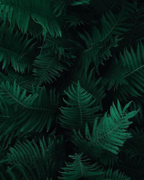 Hd Wallpaper Photo Of Green Fern Leaves Botany Dark Green Plants