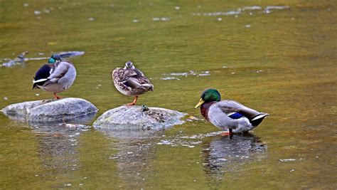 Seven Things You Never Knew About The Sex Lives Of Mallard Ducks