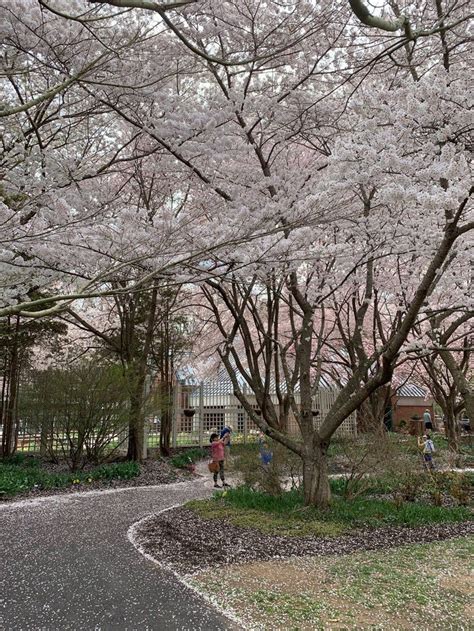 Meadowlark Botanical Garden Showcases Hundreds Of Cherry Blossoms