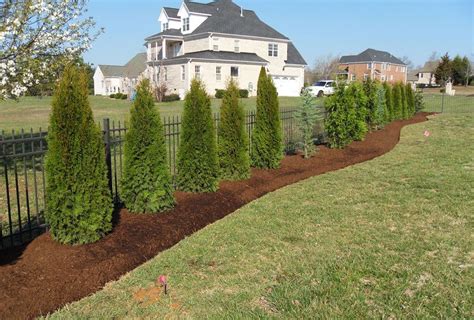 garden installation welcome to brady landscapes arborvitae landscaping privacy landscaping