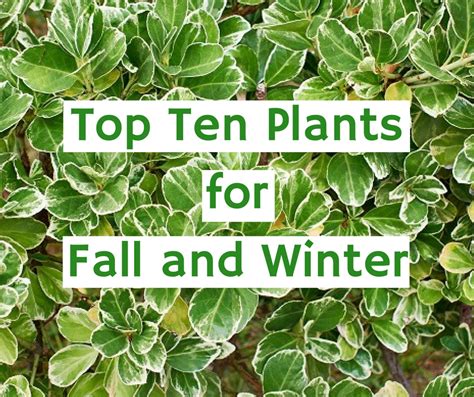 Top Ten Plants For Fall And Winter Allmomdoes