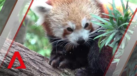 New Red Panda At River Safari To Kickstart Breeding Programme Youtube