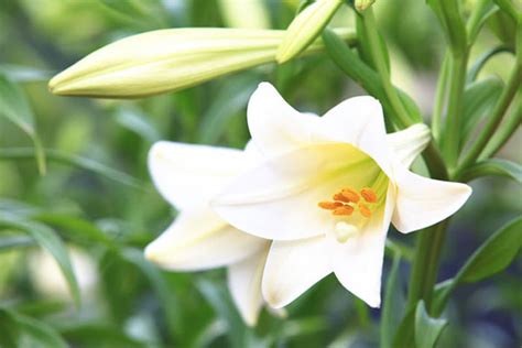 Hoa Huệ Hoa đẹp được Sử Dụng để Trưng Bày Ngày Lễ Tết Kiến Thức Cho