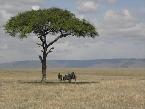 Planting trees can help with both, he says, but only if we. Growing trees in Africa? Local solutions are best · Prism ...