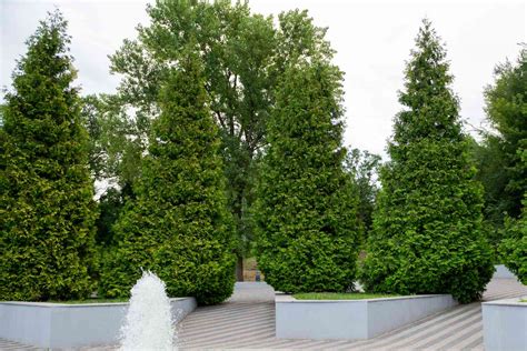 Green Giant Arborvitae Care And Growing Guide