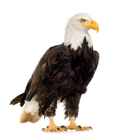 Royalty Free Bald Eagle Pictures Images And Stock Photos Istock