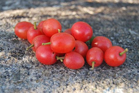 The Sour Plum Fruit Is A Common Veld Fruit Found In The Zimbabwe It