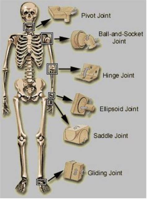 Pin by Amelia Beckstead on Fisiologia | Human anatomy and physiology