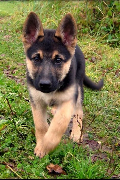 Baby German Shepard Aww Sooo Cute Puppies Shepherd