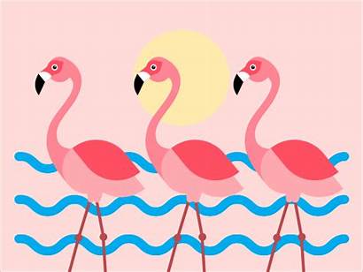 Flamingo Animation Summer Pink Hi Dribbble Fun