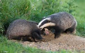 Badgers Age Faster When Fighting And Should Prioritise Health And Sex