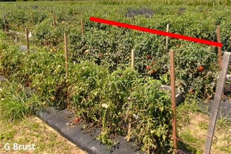 Shade Cloth Can Increase Tomato Yields Maryland Grows
