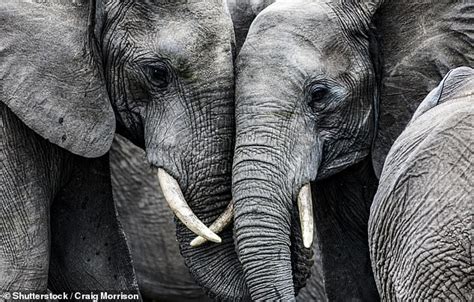 Elephants Mourn Their Dead Even If They Did Not Have A Close Bond