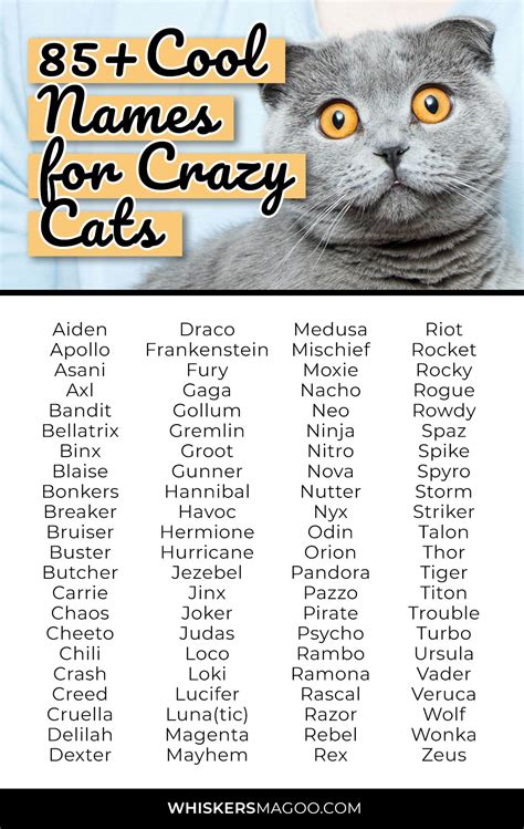 85 Cool Names For Crazy Cats Whiskers Magoo