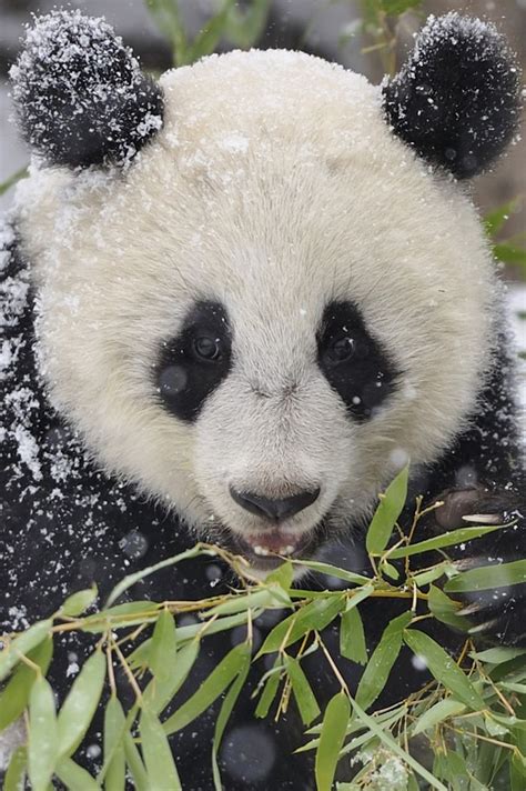 Panda Snowflakes By Josef Gelernter 500px Panda Panda Bear Cute