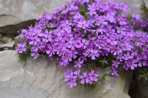 11 Best Perennial Flowers For Early Spring