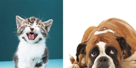 Cat People Are Smarter Than Dog People Elle
